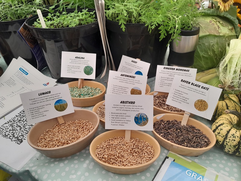 Heritage grain varieties at the Organic Village at the National Ploughing Championship 2024